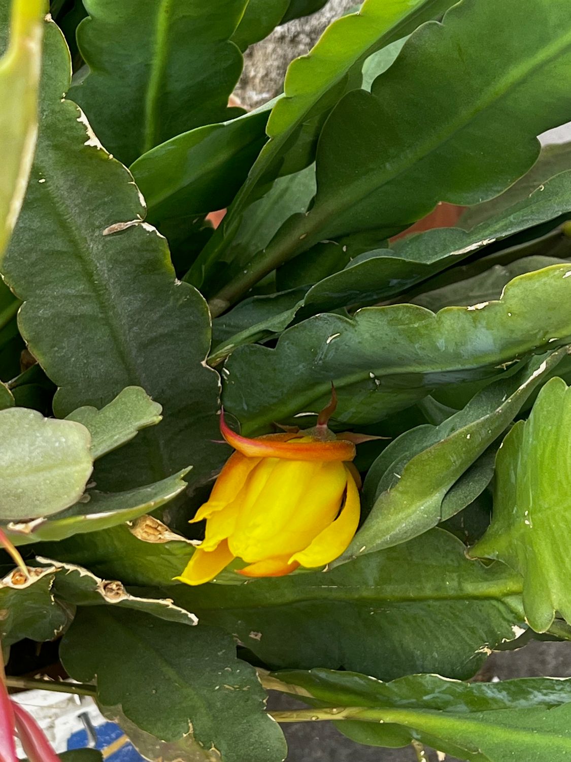 kunstpflanze groß outdoor Palme Kunstpflanze 150cm schnell günstig online kaufen