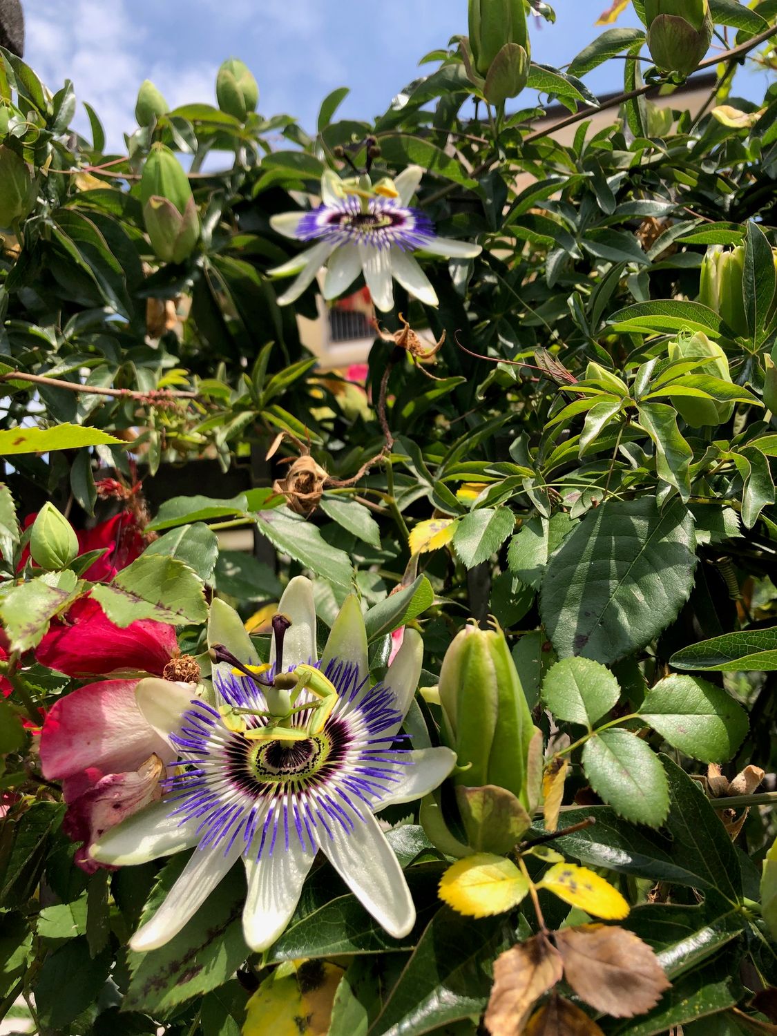 TROPICA - Blaue Passionsblume (Passiflora caerulea) - 25 Samen