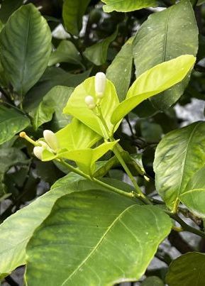 TROPICA - Yuzu Zitrone  (Citrus x junos) - 5 Korn