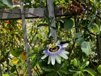 TROPICA - Blaue Passionsblume (Passiflora caerulea) - 25 Samen