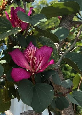 TROPICA - Purpur-Orchideenbaum (Bauhinia purpurea) - 10 Samen