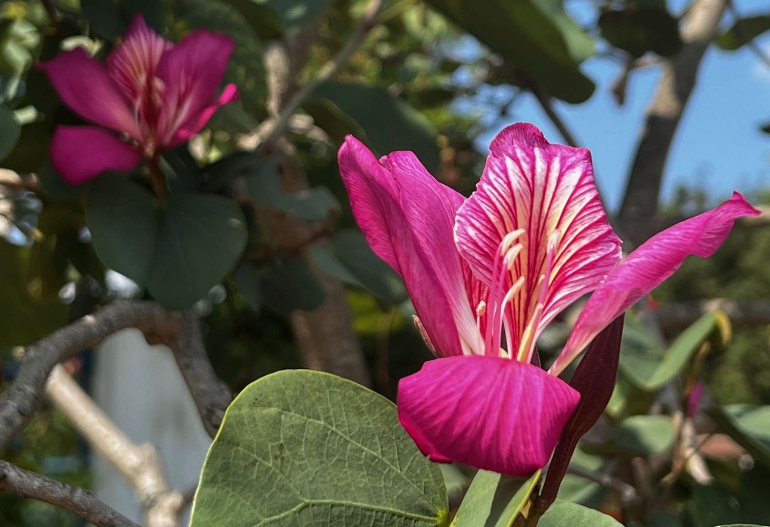 TROPICA - Purpur-Orchideenbaum (Bauhinia purpurea) - 10 Samen
