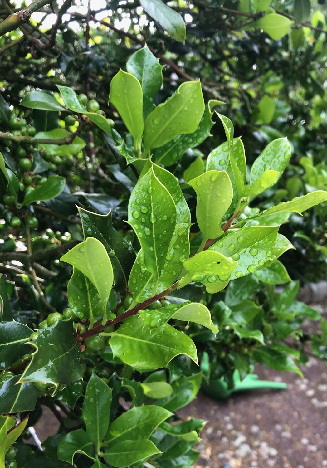 TROPICA - Stechpalme (Ilex aquifolium) - 30 Samen