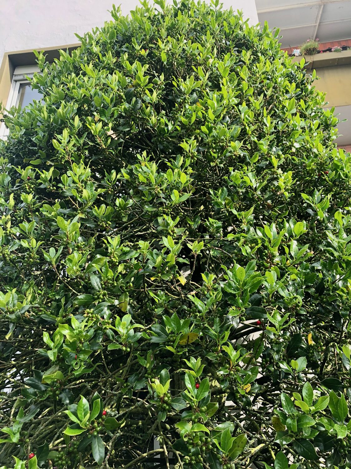 koniferendünger thuja Thuja Dünger flüssig - Für gesunde Thuja Pflanzen! main image 1