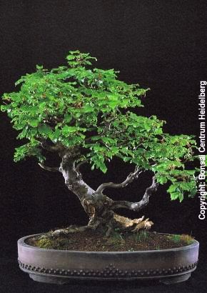 japanese maple bonsai for sale Arakawa – Maplestone Ornamentals main image 0