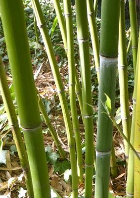 TROPICA - Smaragd - Bambus (Phyllostachys viridiglaucescens) - 15 Samen