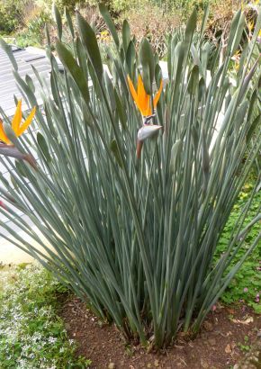 TROPICA - Binsen-Paradiesvogelblume (Strelitzia juncea) - 3 Samen