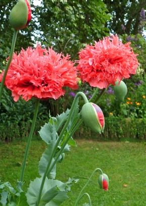 TROPICA - Roter Fransenmohn (Papaver lacinatum )  - 100 Samen