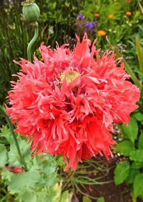 TROPICA - Roter Fransenmohn (Papaver lacinatum )  - 100 Samen
