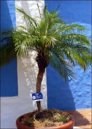TROPICA - Zwerg-Dattelpalme (Phoenix roebelinii) - 25 Samen