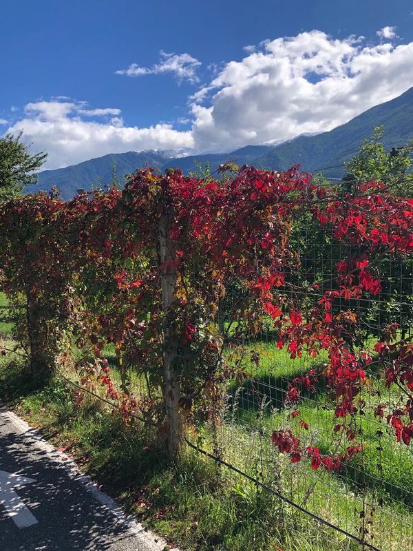 TROPICA - Wilder Wein (Parthenocissus quinquefolia) - 30 Korn