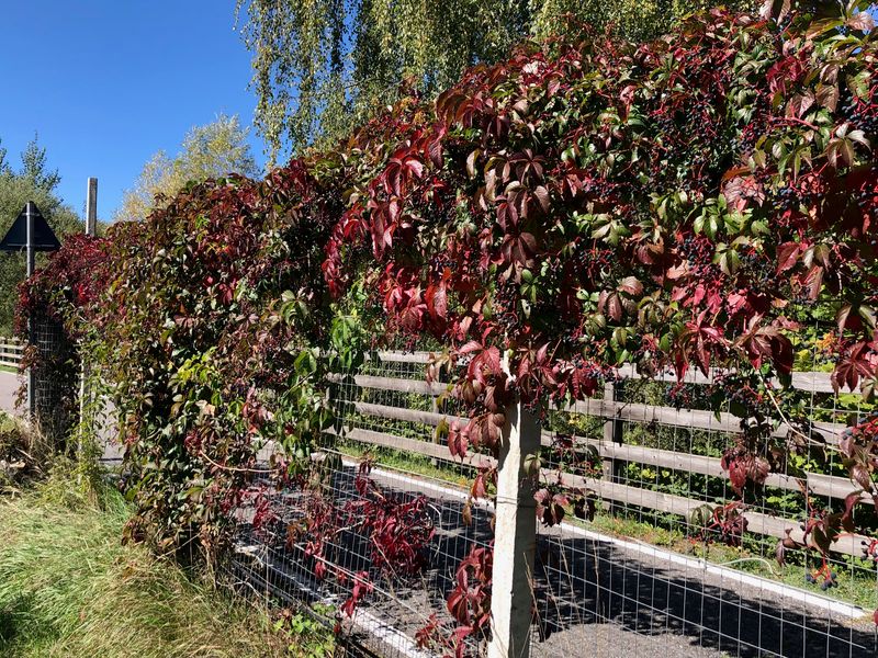 TROPICA - Wilder Wein (Parthenocissus quinquefolia) - 30 Korn