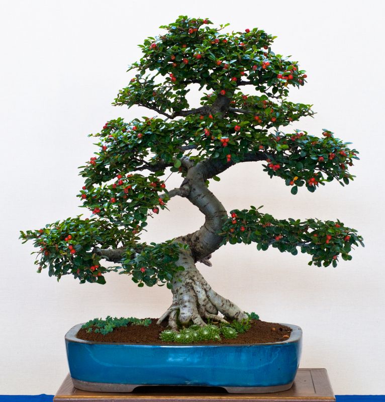 efeutute marble Epipremnum Pinnatum 'Blue Form' Marble Variegata (Efeutute) – Foliage Dreams