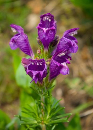 TROPICA -Kräuter - Türkische Melisse / Drachenkopf - ( Dracocephalum moldavica) - 50 Korn