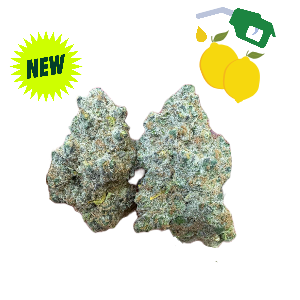 Sour Diesel- Indoor Exotic THCa (33.03%)
