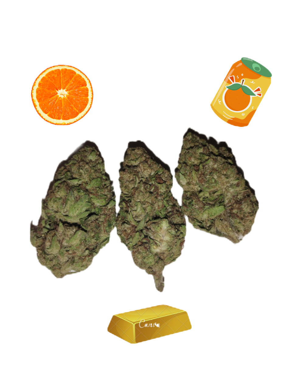 Orange Crush- Gold Tier- THCa-Sativa