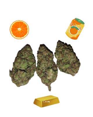 Orange Crush- Gold Tier- THCa-Sativa