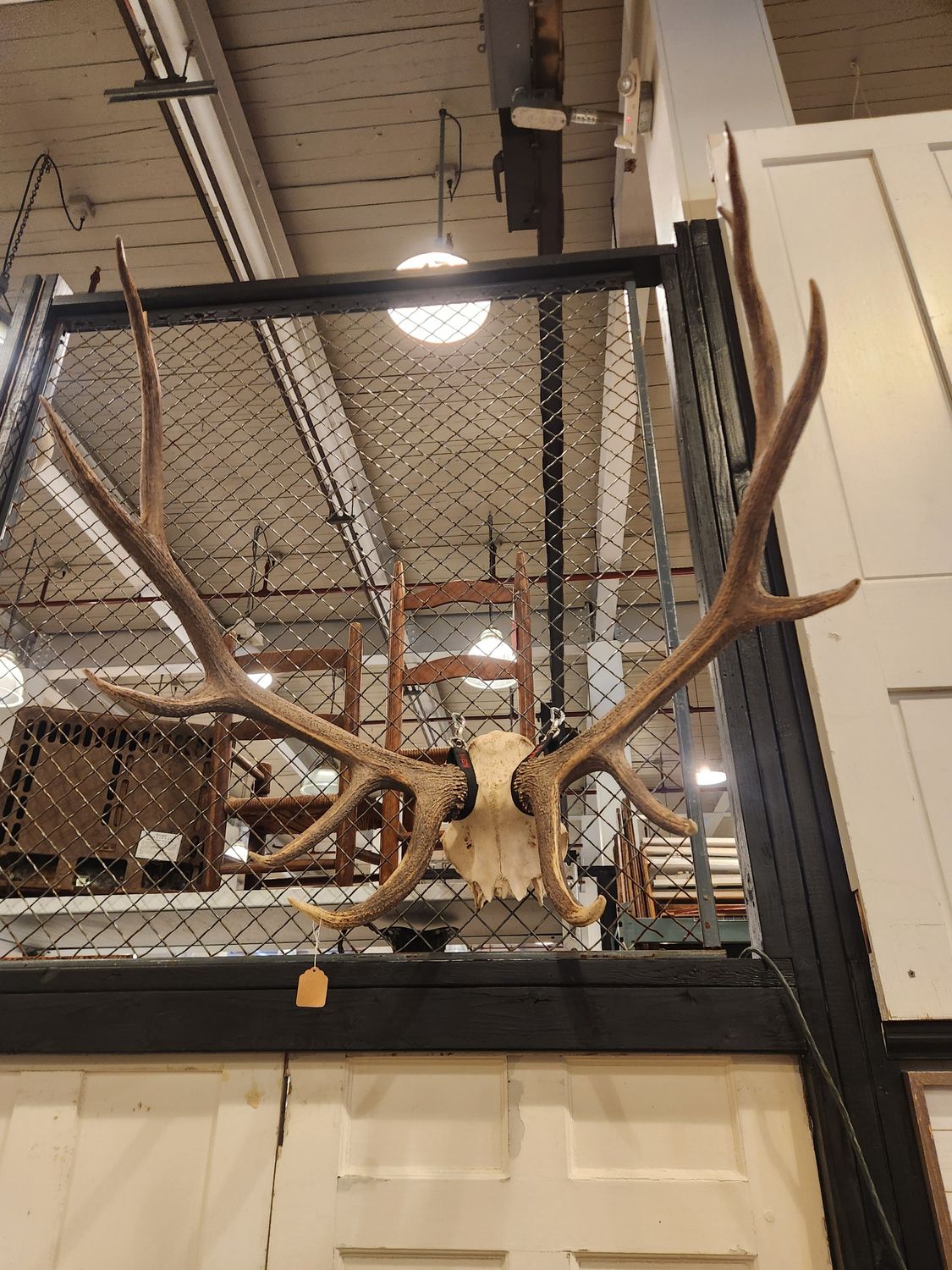 **UNIQUE** Swamp Deer Antlers Wall Decor