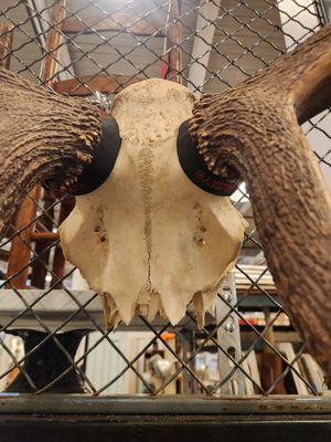**UNIQUE** Swamp Deer Antlers Wall Decor