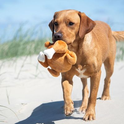 Pet Toy zone