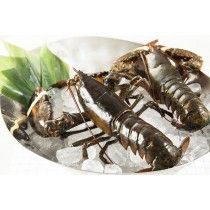 活波士頓龍蝦 Live Boston Lobster 1-1.25磅 (每磅)