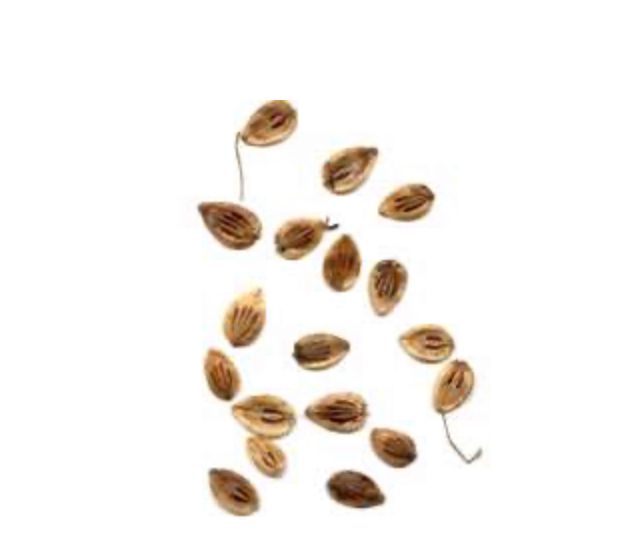 Dried angelica seeds (Golpar)