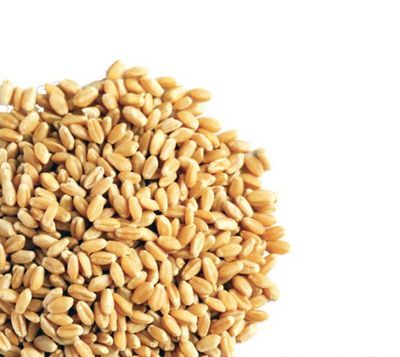 Halim Wheat