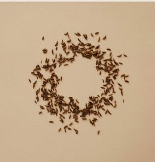 Black Cumin