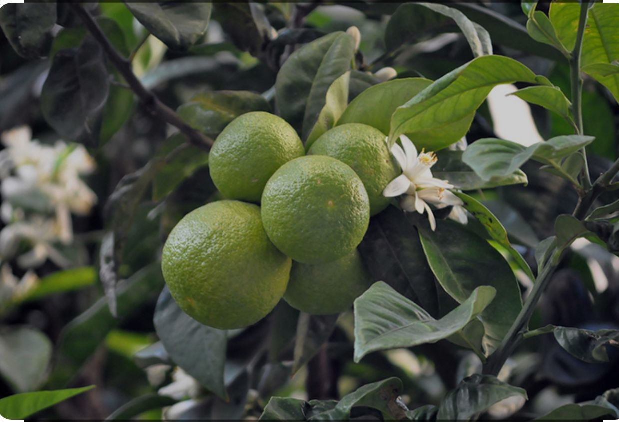 Bitter orange/Narenj