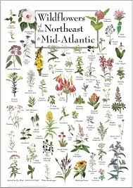 Wildflowers of the Northeast & Mid-Atlantic Poster