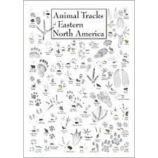 Animal Tracks of Eastern North America Poster