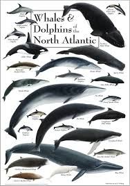 Whales & Dolphins of the Americas Poster