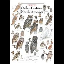 Owls of Eastern North America Poster