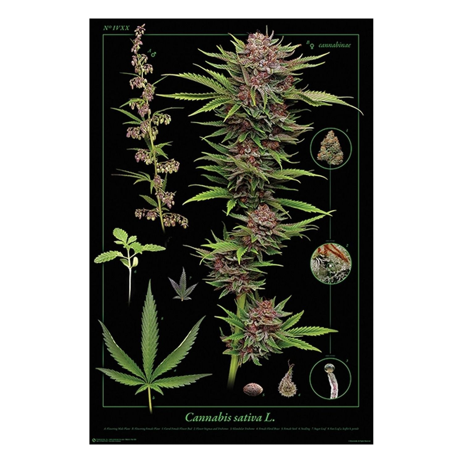 Poster, photo 3 of 18