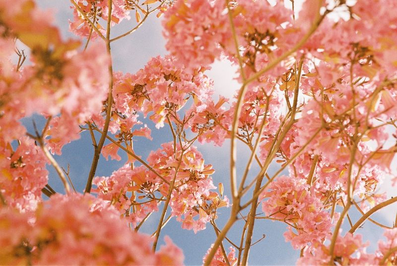 blossoms