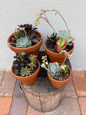 Sale - Variety of Succulents