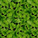 Blank Quilting Prairie Gate 8580 066 Green