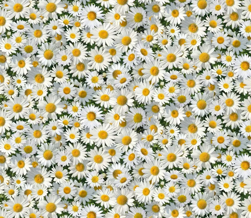 Elizabeth&#39;s Studio Landscape Medley 656White