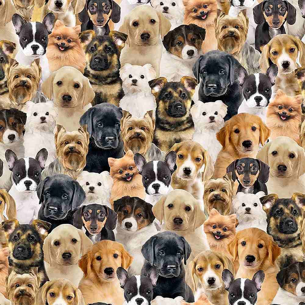 Timeless Treasures Dog CD1679 Multi