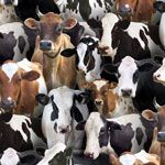 Elizabeth&#39;s Studio Farm Animals 432Black
