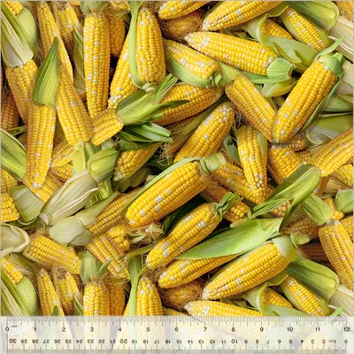 Windham Fabrics A La Carte 54402D-1