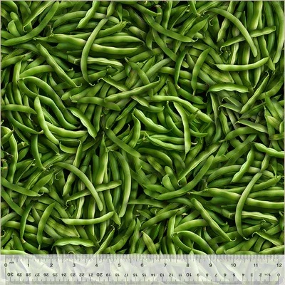 Windham Fabrics A La Carte 54405D-1