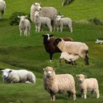 Elizabeth&#39;s Studio Farm Animals 360Green