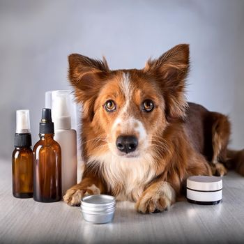 eye care for dogs
