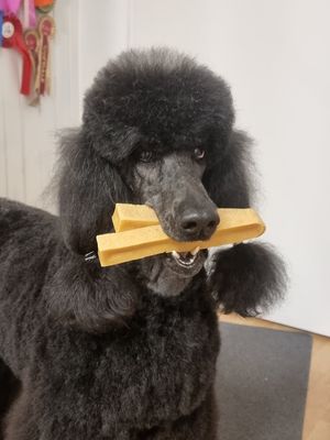 ​Cheese stick / chewing stick for dogs