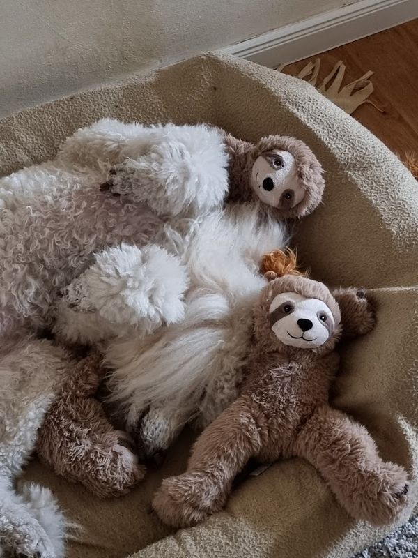 Sloth Plush Dog Toy 25cm