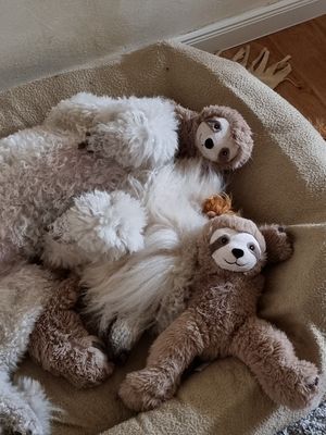Sloth Plush Dog Toy 25cm Sloth Plush Dog Toy 25cm