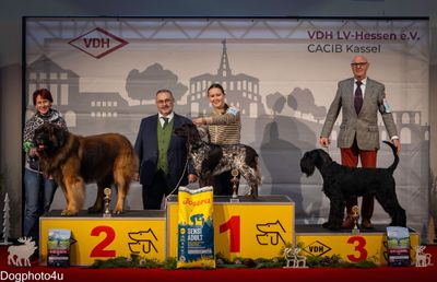 Dog show accessories, show lead, exhibition collar, dog show supplies