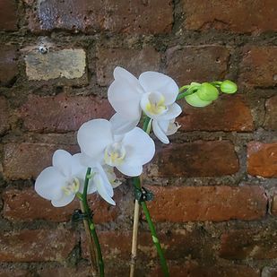 White Mini Orchids