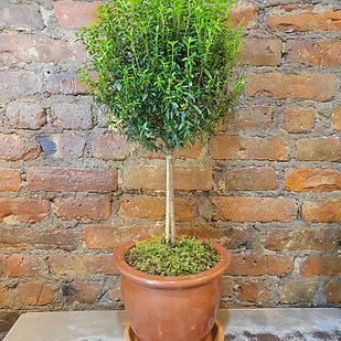 Large Myrtle Topiary